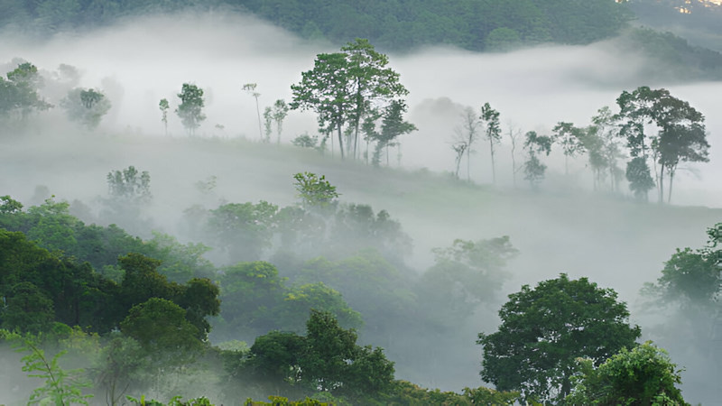 khái niệm sương mù là gì